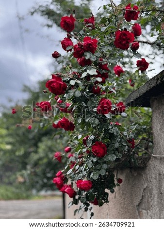 A portrait of a beautiful rose bush flowing over the fence of a Bulgarian house in a small town near the Balkan mountains