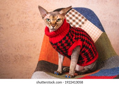 Portrait Of A Beautiful Serious Canadian Sphynx Cat With Green Eyes Wearing In A Red Knit Sweater Close-up. Warm Clothing For Hairless Animals. Cat In The Modern Interior.