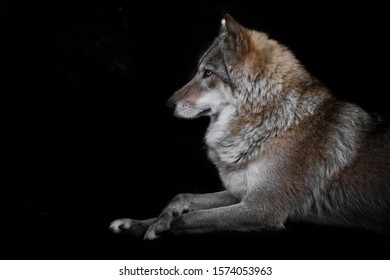 portrait of a beautiful she-wolf female sitting in the darkness with her legs crossed.