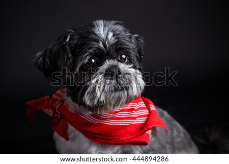 Portrait of a beautiful shih tzu dog 