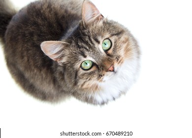 Portrait of a beautiful Siberian cat looking up on a white isolated background