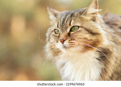 portrait of a beautiful siberian cat in nature, lovely pets - Shutterstock ID 2199676963