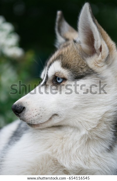 Portrait Beautiful Siberian Husky Bright Blue Stock Photo Edit