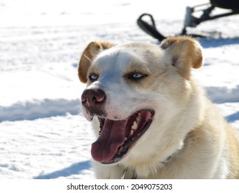 Portrait of beautiful Siberian husky sled dog in the snow. With open mouth, blue narrowed eyes and white and light brown fur.