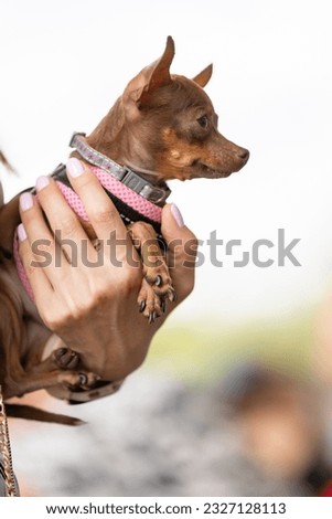portrait of a beautiful small dog, brown toy terrier in the arms of a woman