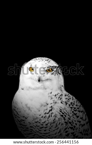 Similar – Snowy owl face III