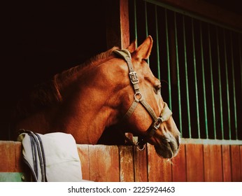 Portrait of a beautiful sorrel horse standing in a wooden stall in the stable. Agriculture and livestock. Photo of a horse.
