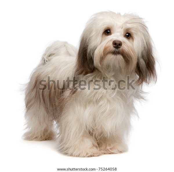 Portrait Beautiful Standing Chocolate Havanese Dog Stock Photo (Edit