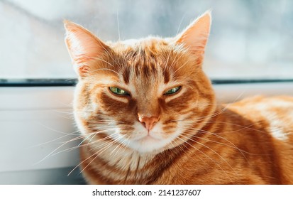Portrait of a beautiful striped red-haired cat close-up. A big orange cat is sitting by the window. A calm Red cat sits on the windowsill of the house in the morning. A pet enjoys the sun. - Powered by Shutterstock