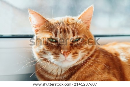Portrait of a beautiful striped red-haired cat close-up. A big orange cat is sitting by the window. A calm Red cat sits on the windowsill of the house in the morning. A pet enjoys the sun.