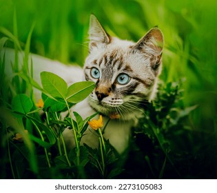 Portrait of a beautiful tabby cat with blue eyes sitting among green grass and yellow buttercup flowers on a summer day. A walk of a pet in nature.