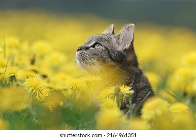 Portrait of a beautiful tabby cat. Felis silvestris catus. European cat in the flowering meadow.  - Shutterstock ID 2164961351