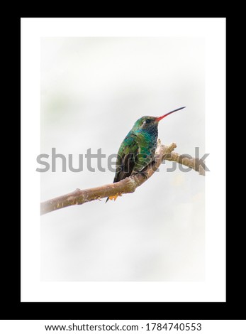 Similar – Image, Stock Photo Beija Flor .4 Nature