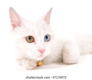 2,751 Van cat Images, Stock Photos & Vectors | Shutterstock