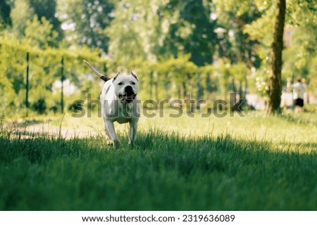 portrait of a beautiful white dog of the pit bull breed Staffordshire terrier on a walk in park resting