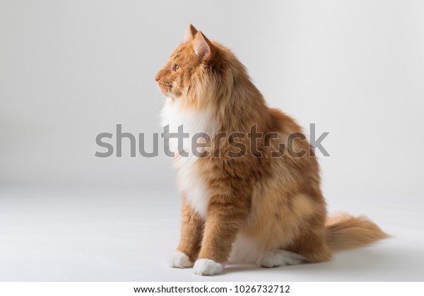 Portrait Beautiful White Orange Longhaired Norwegian Stock Photo