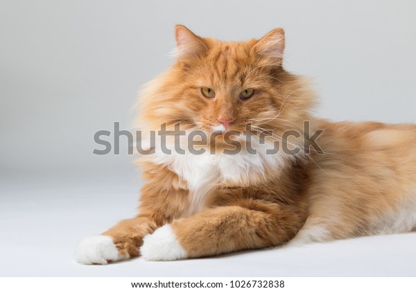 Portrait Beautiful White Orange Longhaired Norwegian Stock Photo
