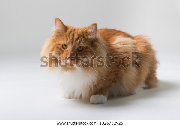Portrait Beautiful White Orange Longhaired Norwegian Stock Image