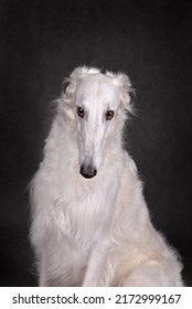 Portrait Of Beautiful White Russian Wolfhound Dog On A Gray Background