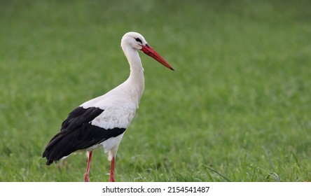 Portrait Of A Beautiful White Stork (Ciconia Ciconia) Standing On A Green Grass Field. Common Stork Eating Bugs On A Cloudy Day. Big Black And White Bird And Natural Environment.