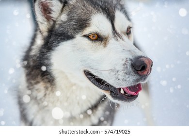 Portrait Of A Beautiful Wild Dog Laika Husky Like Wolf Pack Leader Is Looking To The Side. Brown Eyes. Winter Snow Background. 