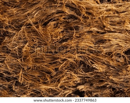 A portrait of a beautiful wood grain on a fallen tree. naturally textured