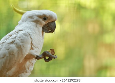 portrait of beautiful yellow crested cockatoo