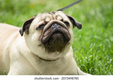 Portrait Of A Beautiful Young Beige Pug, Close-up. The Dog Wants To Sneeze