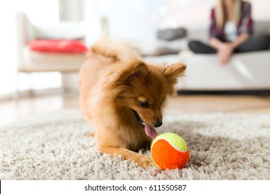 Portrait of beautiful young woman with her dog playing with ball at home.