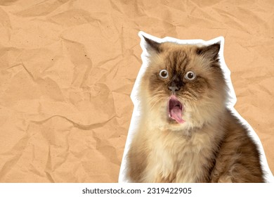 Portrait of a beige cat with a shocked expression on a colored background. Cat face meme concept