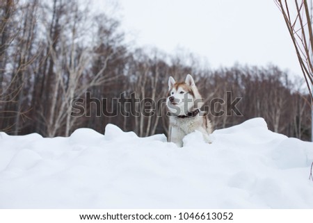 Portrait of beige dog breed siberian husky in winter forest. Beautiful husky topdog is lying in the hill on the snow and observing mountains and forest.