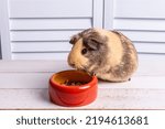 Portrait of a beige guinea pig of an American breed that eats from a red bowl close-up