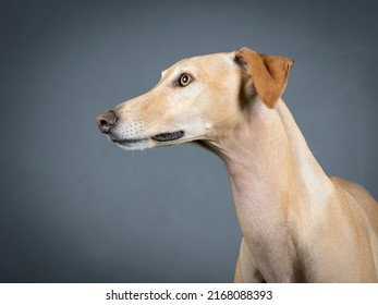 Portrait of a beige spanish greyhound in a photography studio