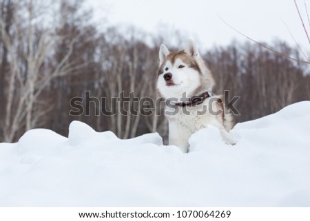 Portrait of beige and white dog breed siberian husky in winter forest. Image of Cute husky topdog is lying on the hill on the snow and observing mountains and forest.