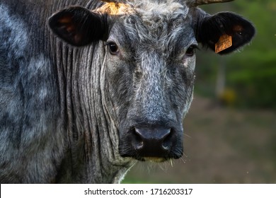 Portrait Of A Belgian Blue White Cow