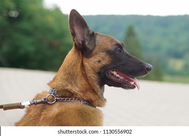 The Portrait Of A Belgian Shepherd Dog Malinois With A Chain Collar Posing Outdoors In Summer. Side View