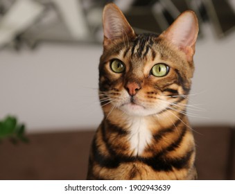 Portrait of a bengal  cat, cat looking at camera. close up