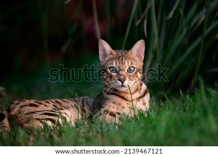 Portrait of a bengal cat on a background of green grass. 