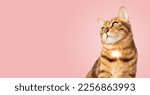 Portrait of a Bengal cat on a pink background. Copy space.
