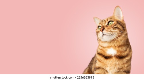Portrait of a Bengal cat on a pink background. Copy space. - Shutterstock ID 2256863993