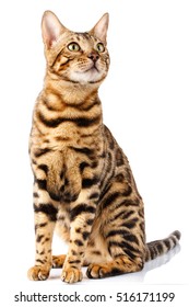 ベンガル猫 の画像 写真素材 ベクター画像 Shutterstock