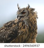 portrait of a Bengal Eagle Owl (also known as a Indian Eagle Owl or a Rock Eagle Owl)