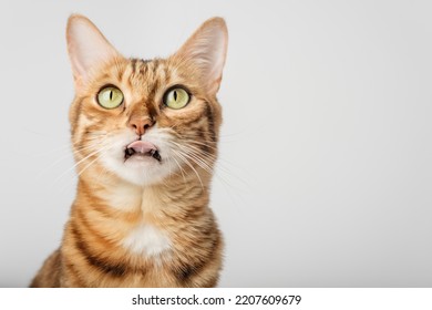 17,585 Cat Close Mouth Images, Stock Photos & Vectors | Shutterstock