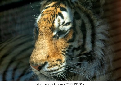 portrait of a bengal tiger The Black Water Tiger will replace the Metal Bull in 2022	