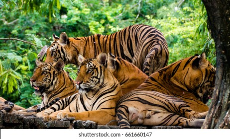 Portrait Of Bengal Tiger Family