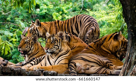 Portrait of bengal tiger family