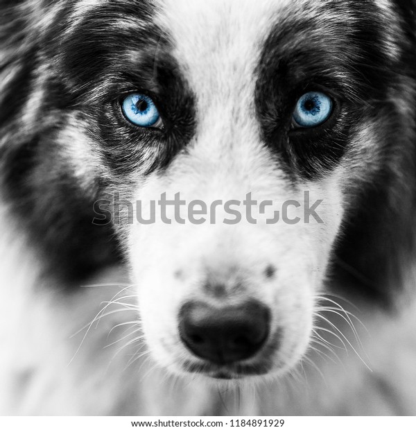 Portrait Berger Australien Blue Eyes Stock Photo Edit Now