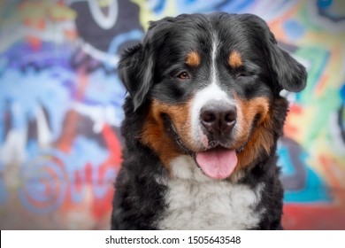 Portrait Of Bernese Mountain Dog In Front Of Colorful Grafitti Wall