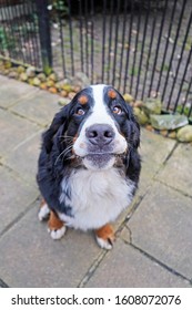 Portrait Of A Bernese Mountain Dog, Looking Unimpressed, Pouting  