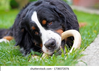 Portrait of a Bernese Mountain Dog playing with a toy outdoors. 